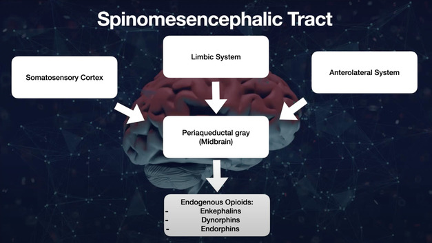 Pain Neuroscience Loop